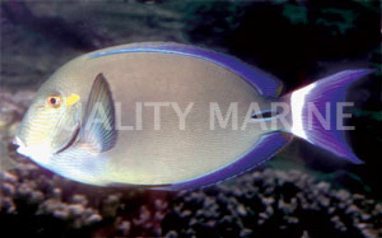 Ring Tail Tang - Quality Marine