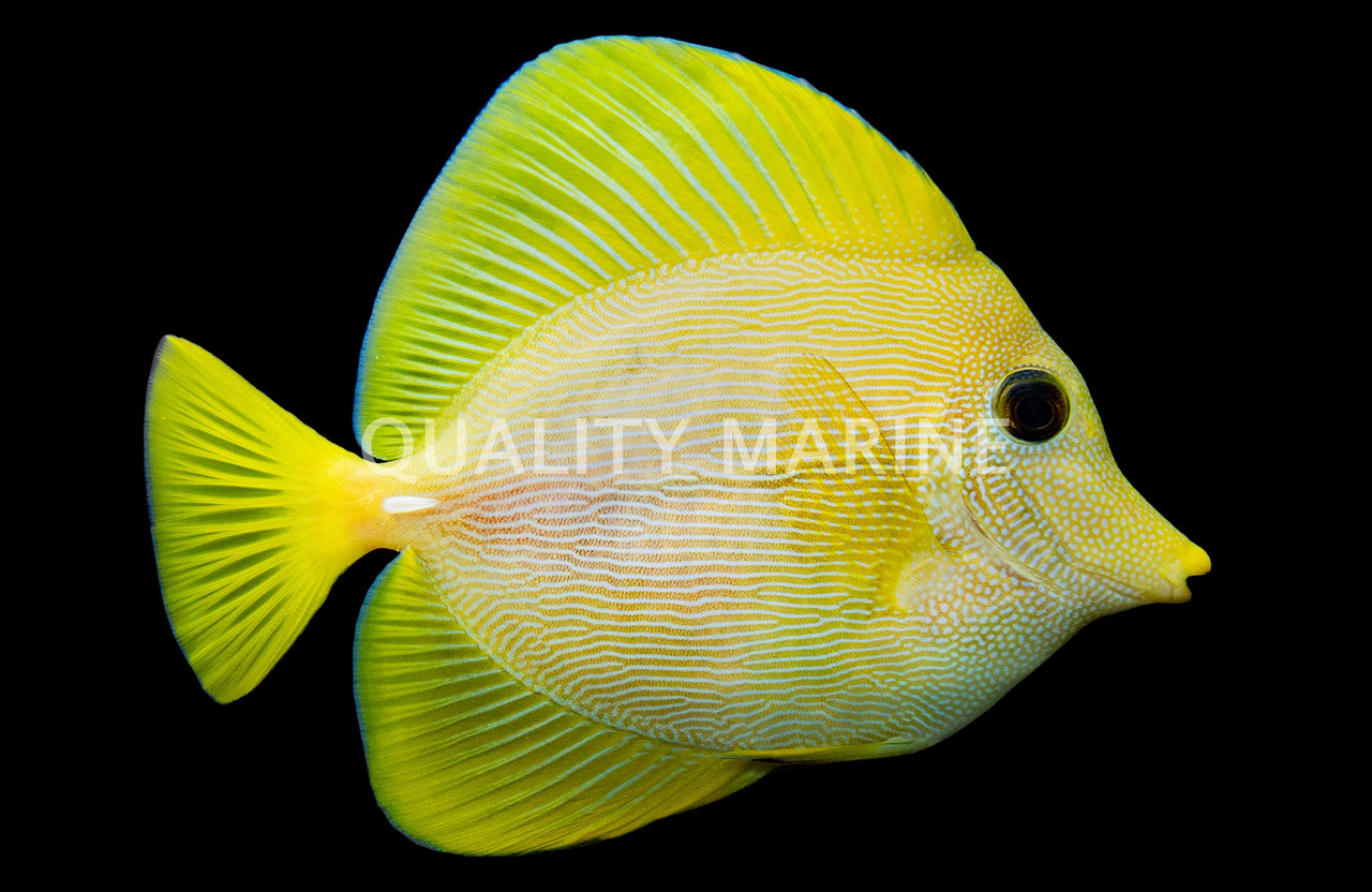 Hybrid Yellow & Purple Tang, Bali Aquarich - Quality Marine