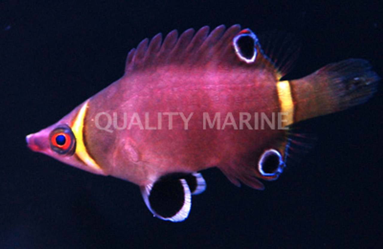 Yellow Banded Possum Wrasse: Saltwater Aquarium Fish for Marine Aquariums
