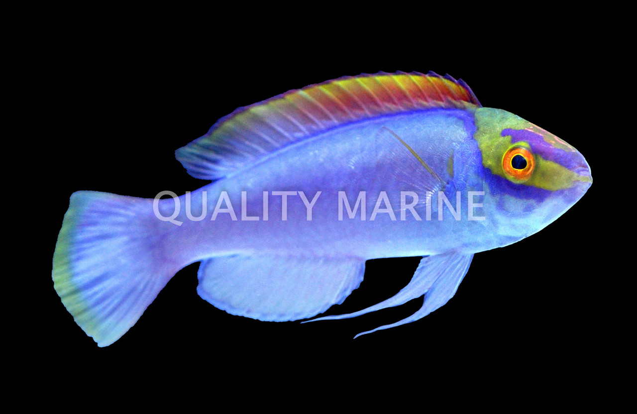 Claire's Fairy Wrasse, Male - Quality Marine