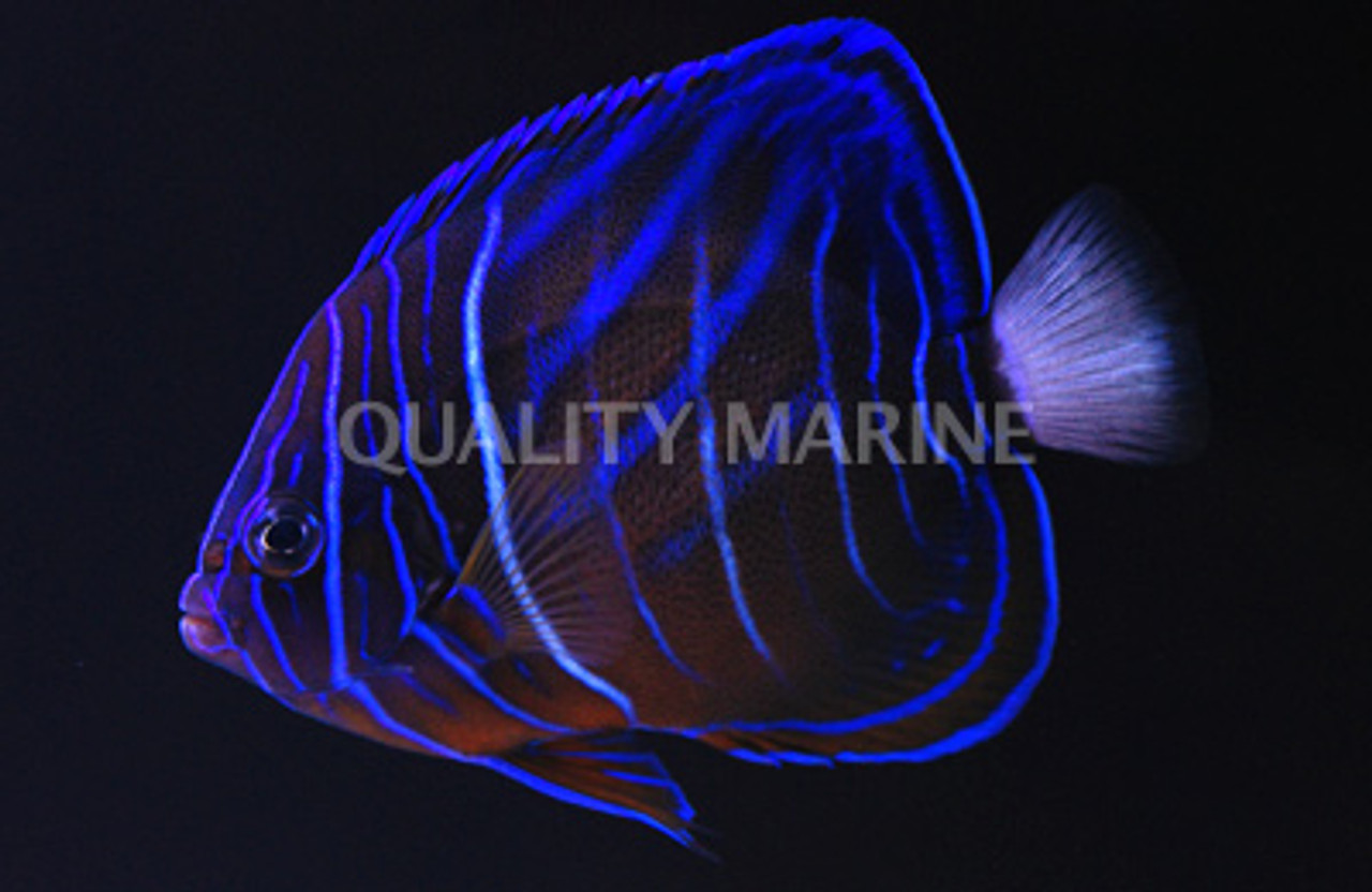 Blue-Ring Angelfish - Pomacanthus Annularis | MasterFisch