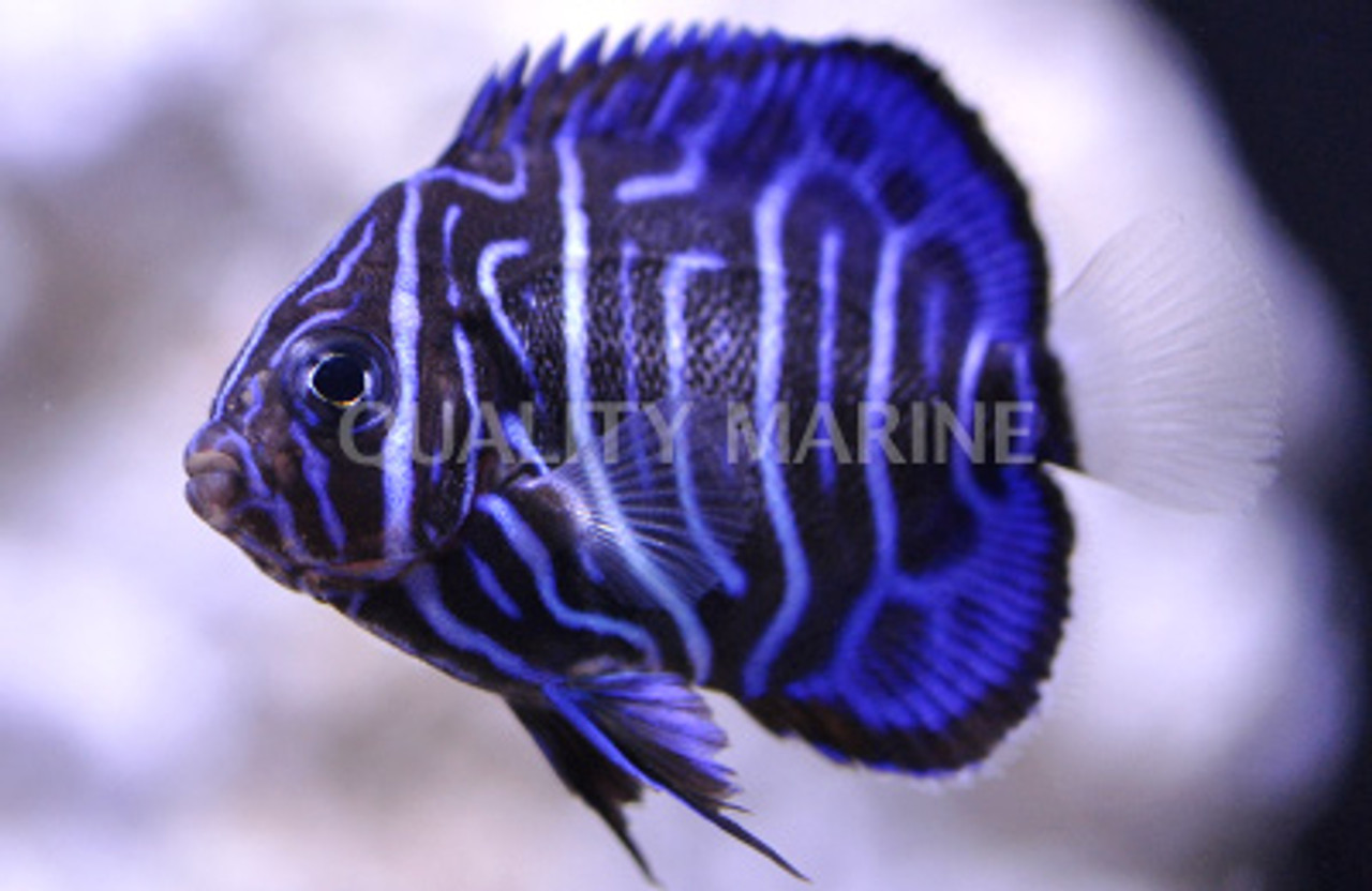 Bluering angelfish and moorish idol - Stock Image - C004/2258 - Science  Photo Library