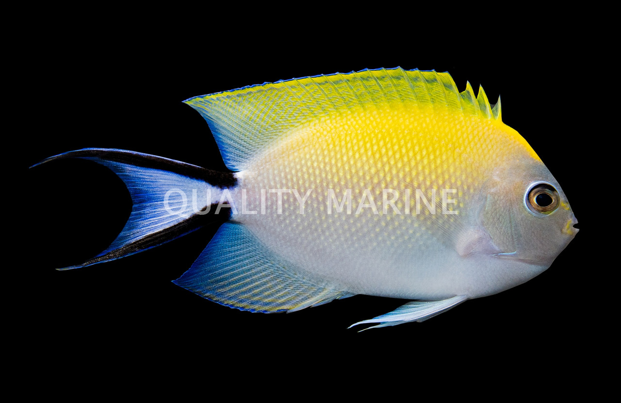 洋楽 Angelfish Spotbreast Angelfish, Female - Quality Marine
