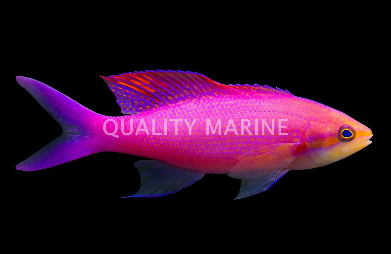 Purple Queen Anthias - Quality Marine
