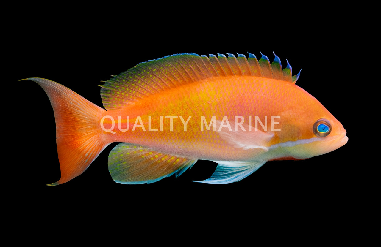 Anthias Fish Reef Safe