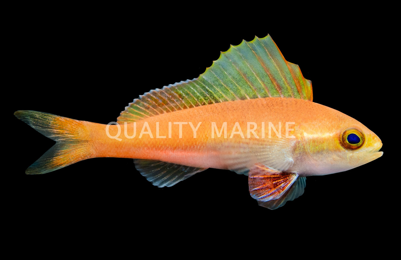Spotfin Anthias, Male - Quality Marine