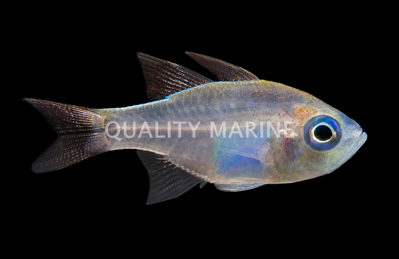 Longspine Cardinalfish - Quality Marine