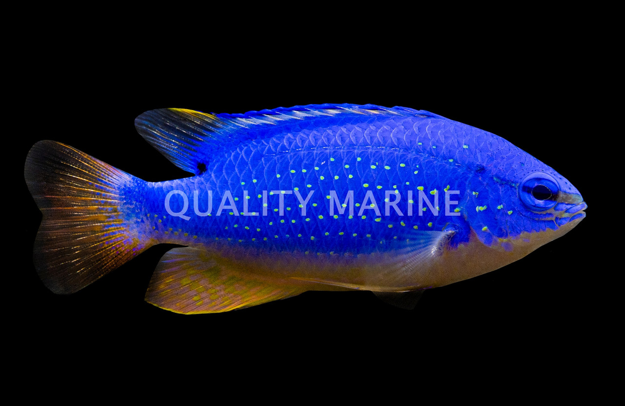 Blue Devil Damselfish - Quality Marine