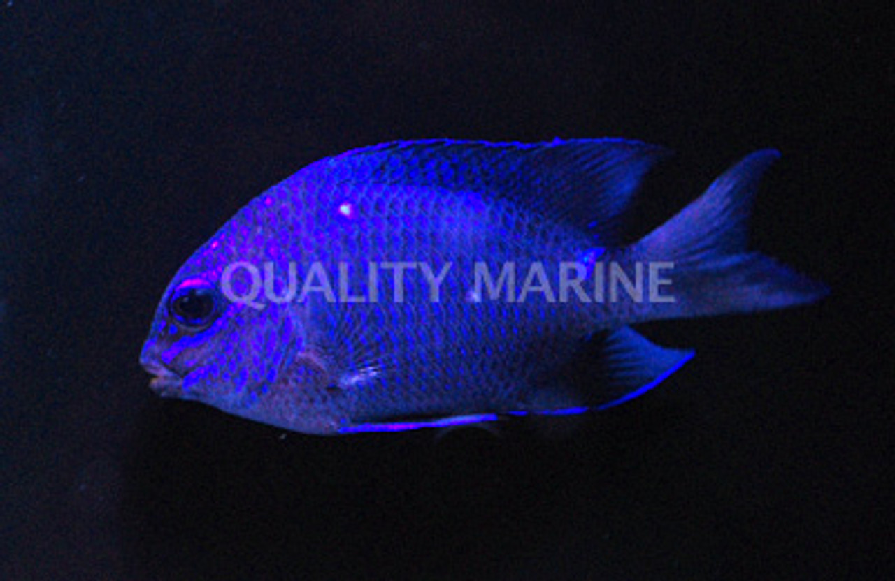 Giant Damselfish Quality Marine giant-damselfish-quality-marine