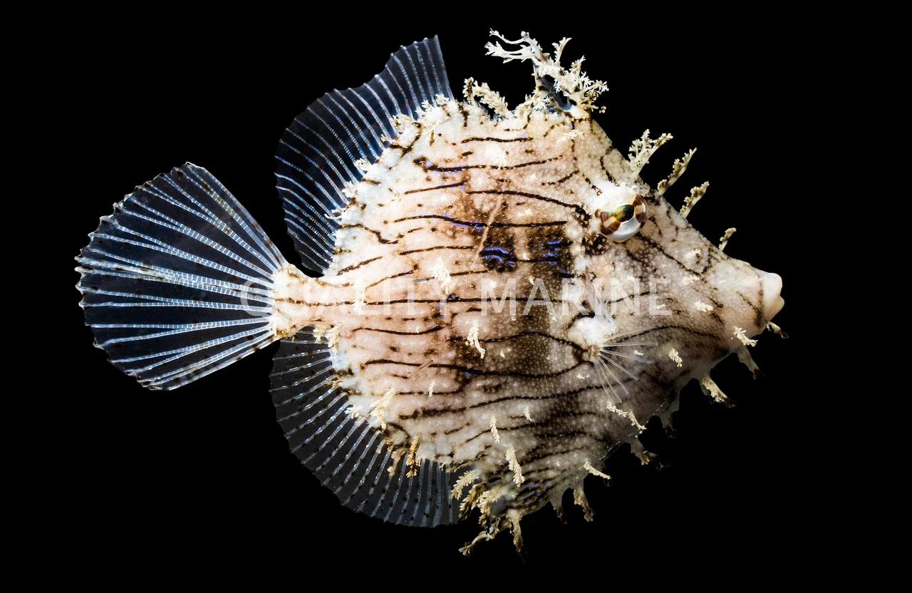 Tassel Filefish - Quality Marine