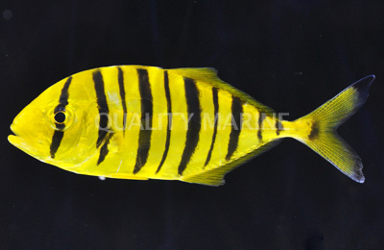 Pilot Fish Quality Marine