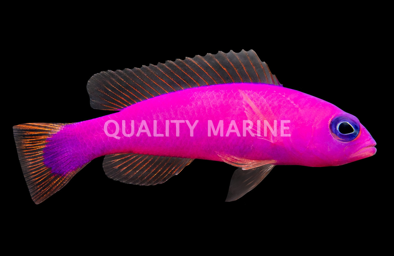 Magenta Dottyback - Quality Marine