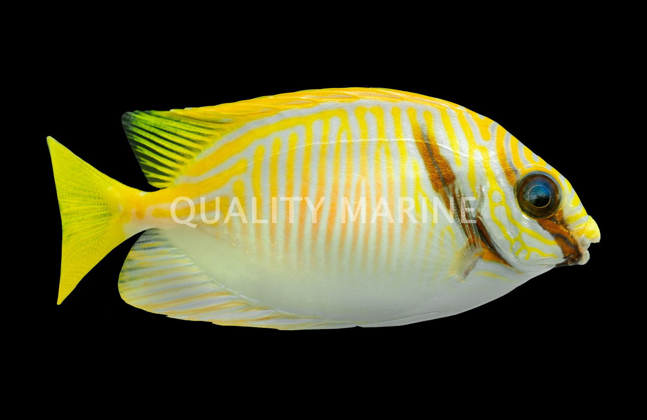 Two Bar Rabbitfish - Quality Marine
