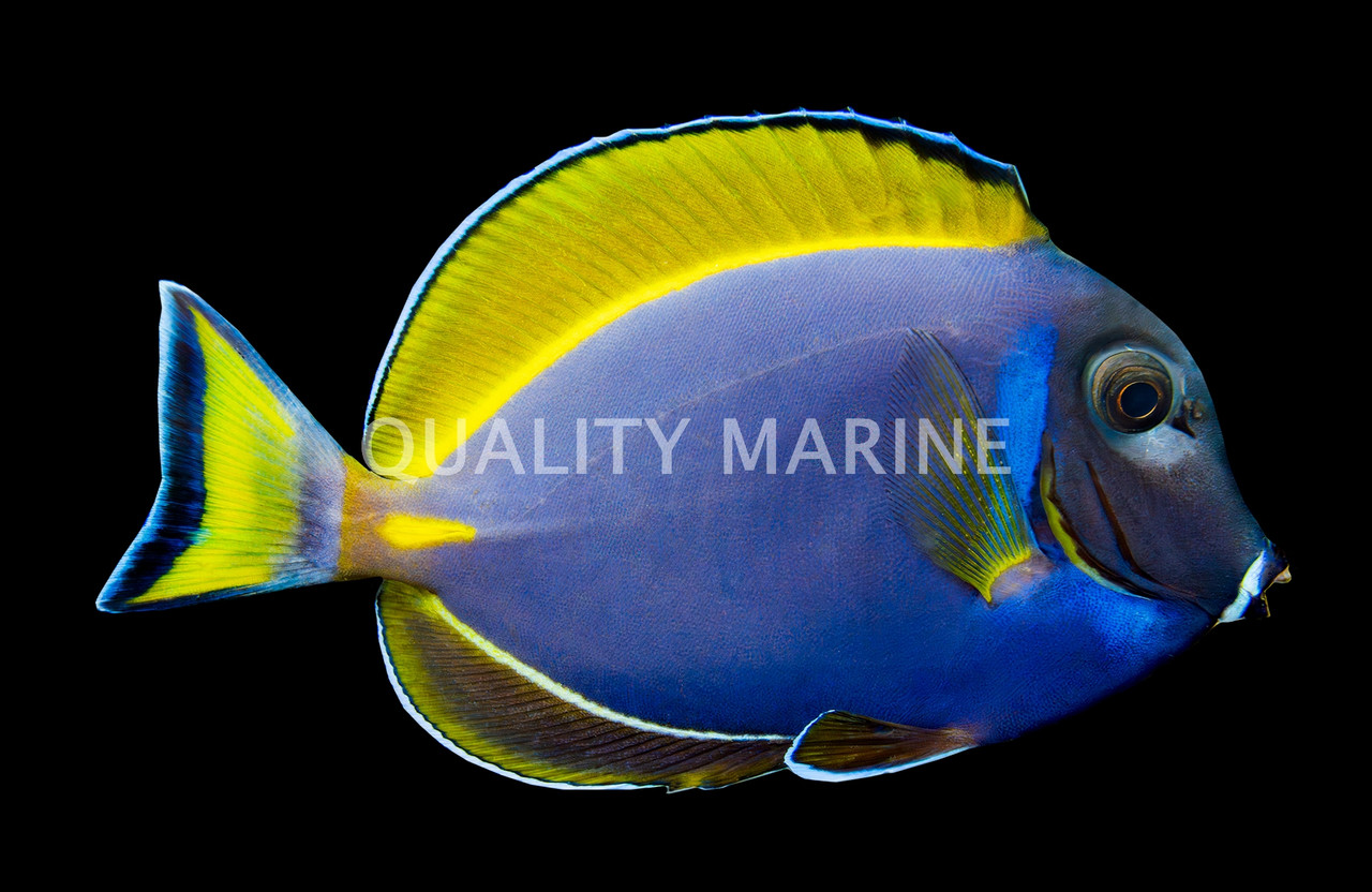 Powder Blue X White Cheek Tang, Hybrid - Quality Marine
