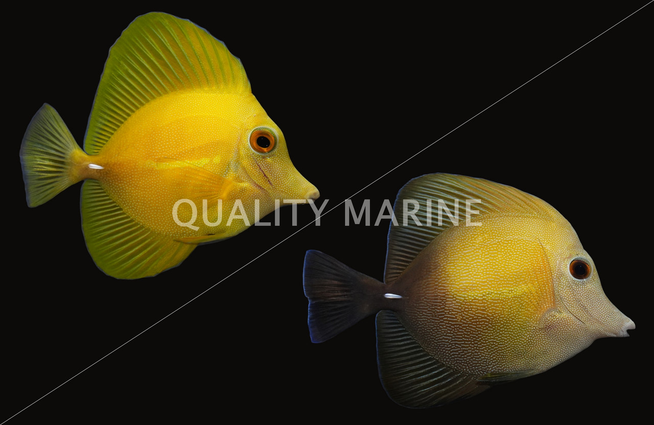 Yellow Scopas Tang, Hybrid - Quality Marine