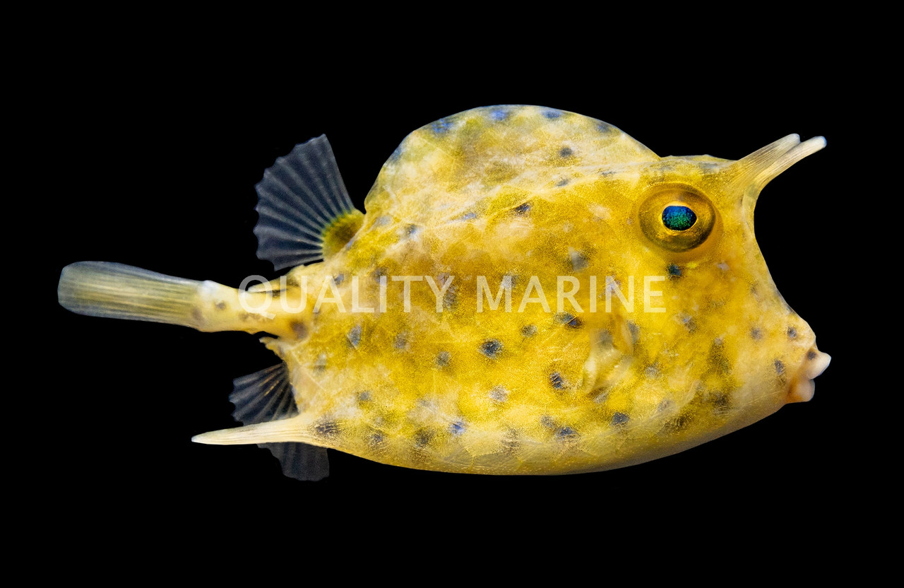Scrawled Cowfish Diet