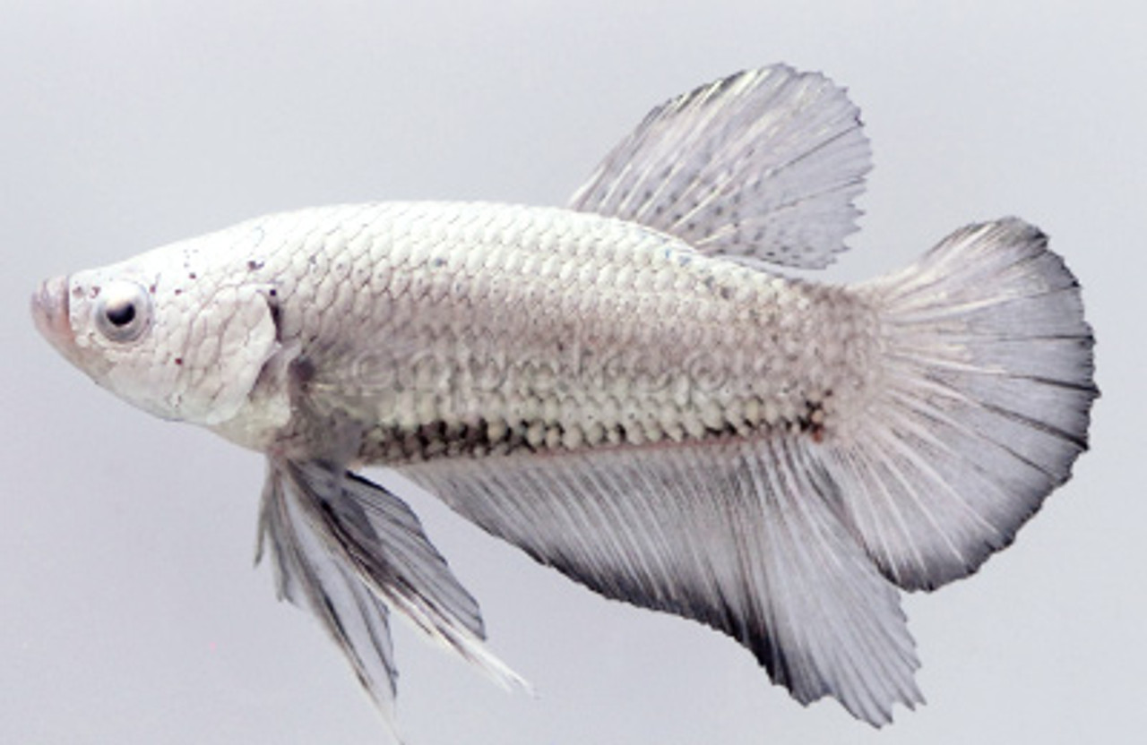 dragonscale halfmoon betta