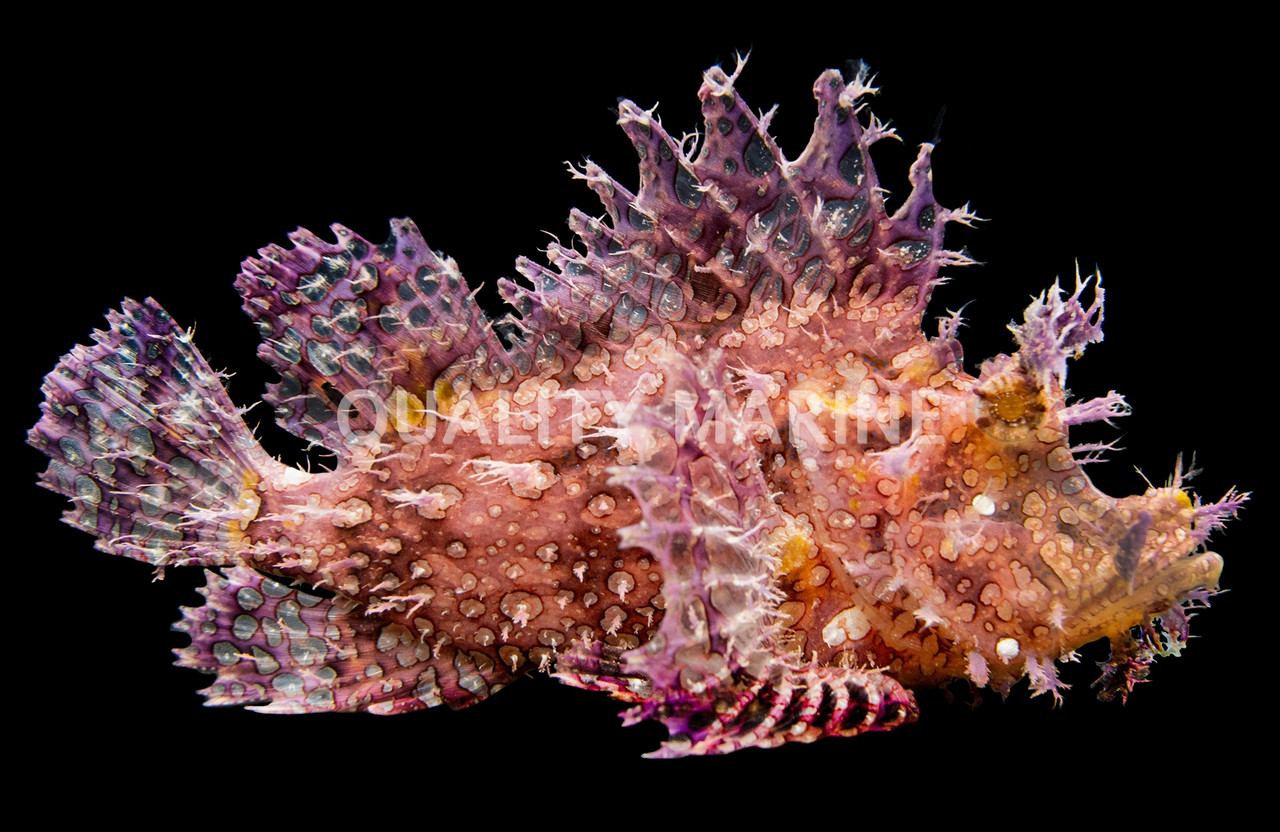 Purple/Red Frilly Scorpionfish - Quality Marine