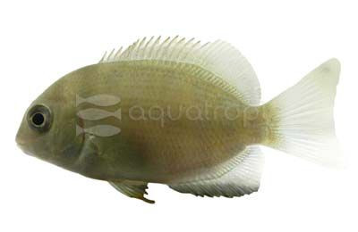 Pinstripe Damba Quality Marine