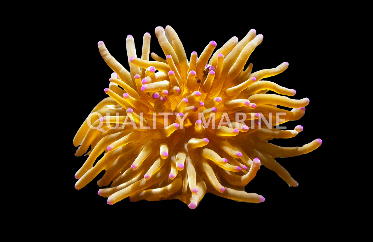 Colored Malu Anemone - Quality Marine