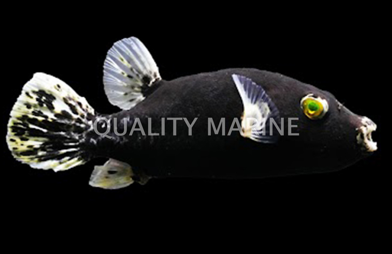 box face puffer fish Spiny Puffers/ Striped Burrfish Adorable Yellow Boxfish