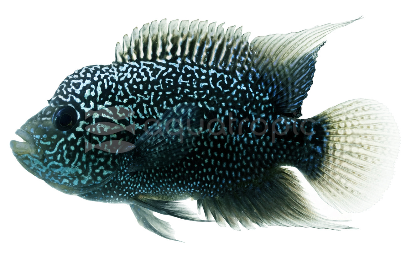 その他 Flower Horn LIVE FISH - Cichlid - ZZ Flowerhorn 5-6cm - Aquarium Central