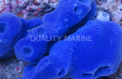 Blue Sponge - Quality Marine