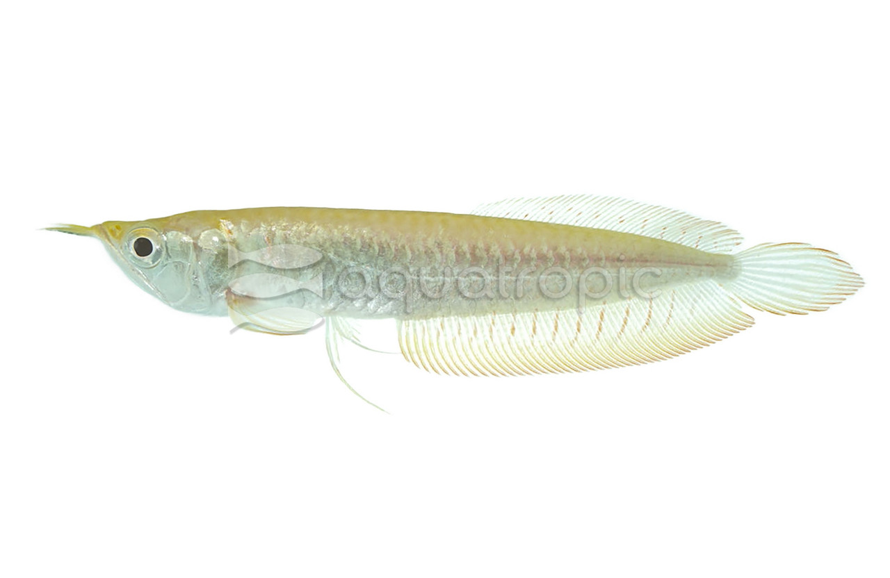 AROWANIA-アロワナグラフィック Silver Albino Arowana - Quality Marine