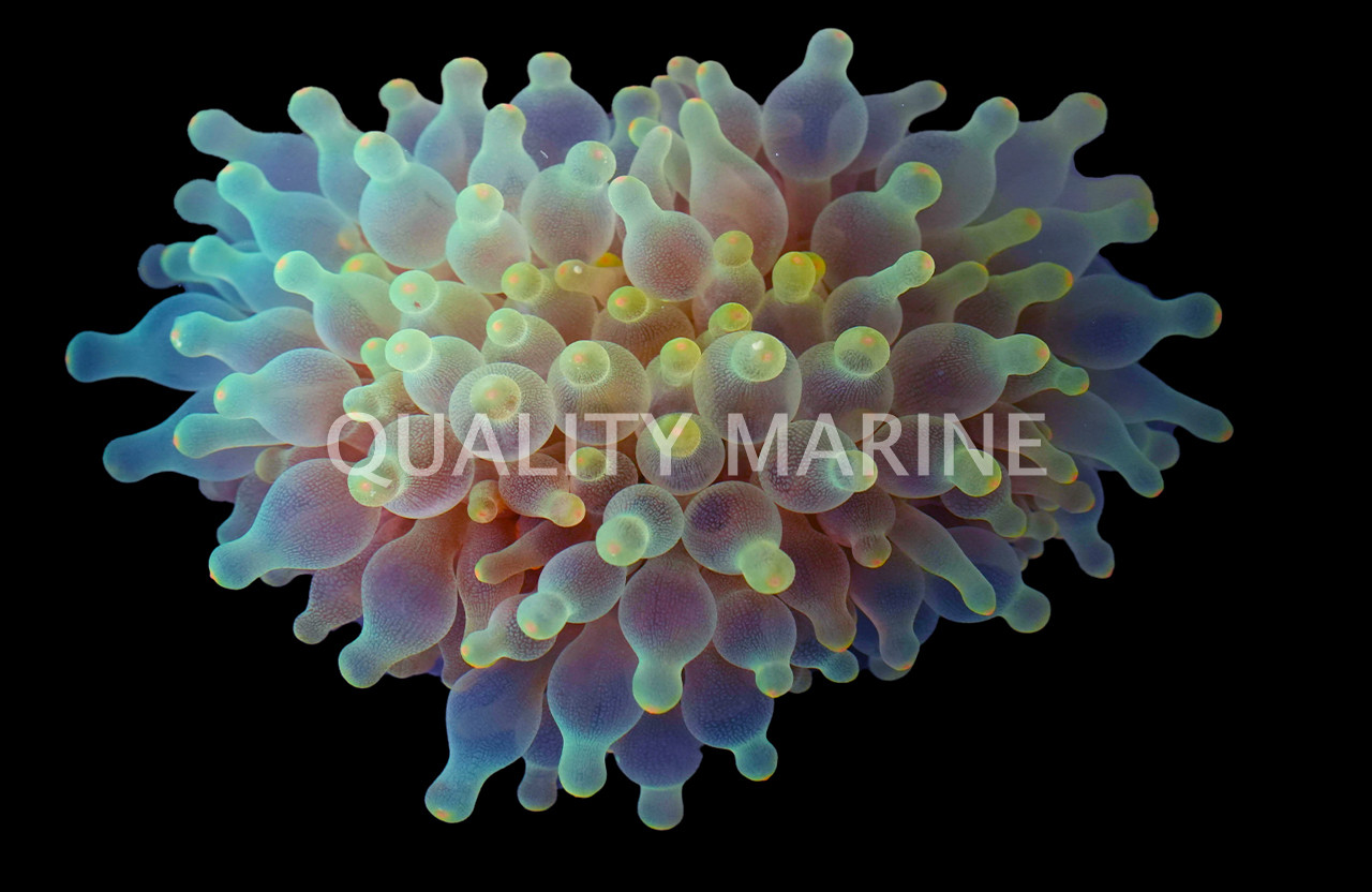 Snowflake Bulb Anemone - Quality Marine
