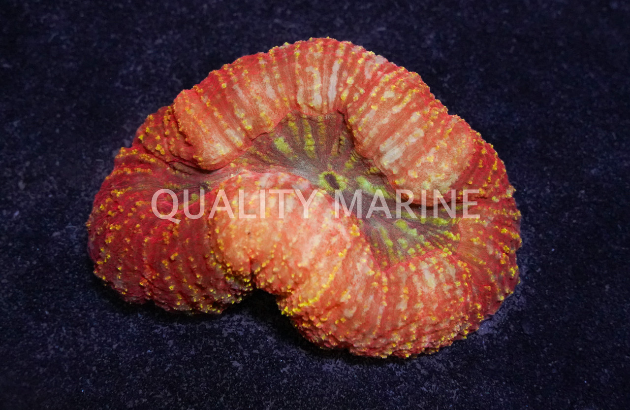 Brain Open, Red, Fiji - Quality Marine