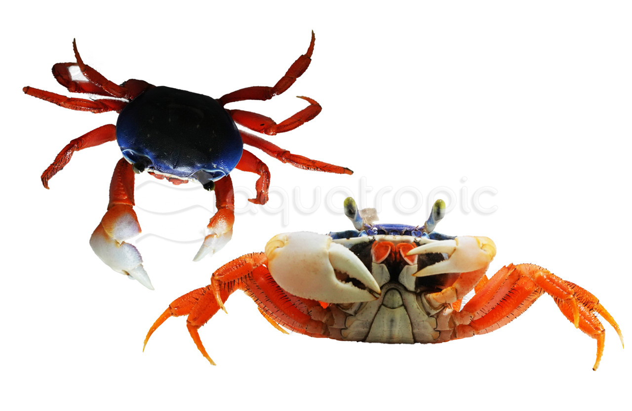Patriot / Rainbow Crab - Quality Marine
