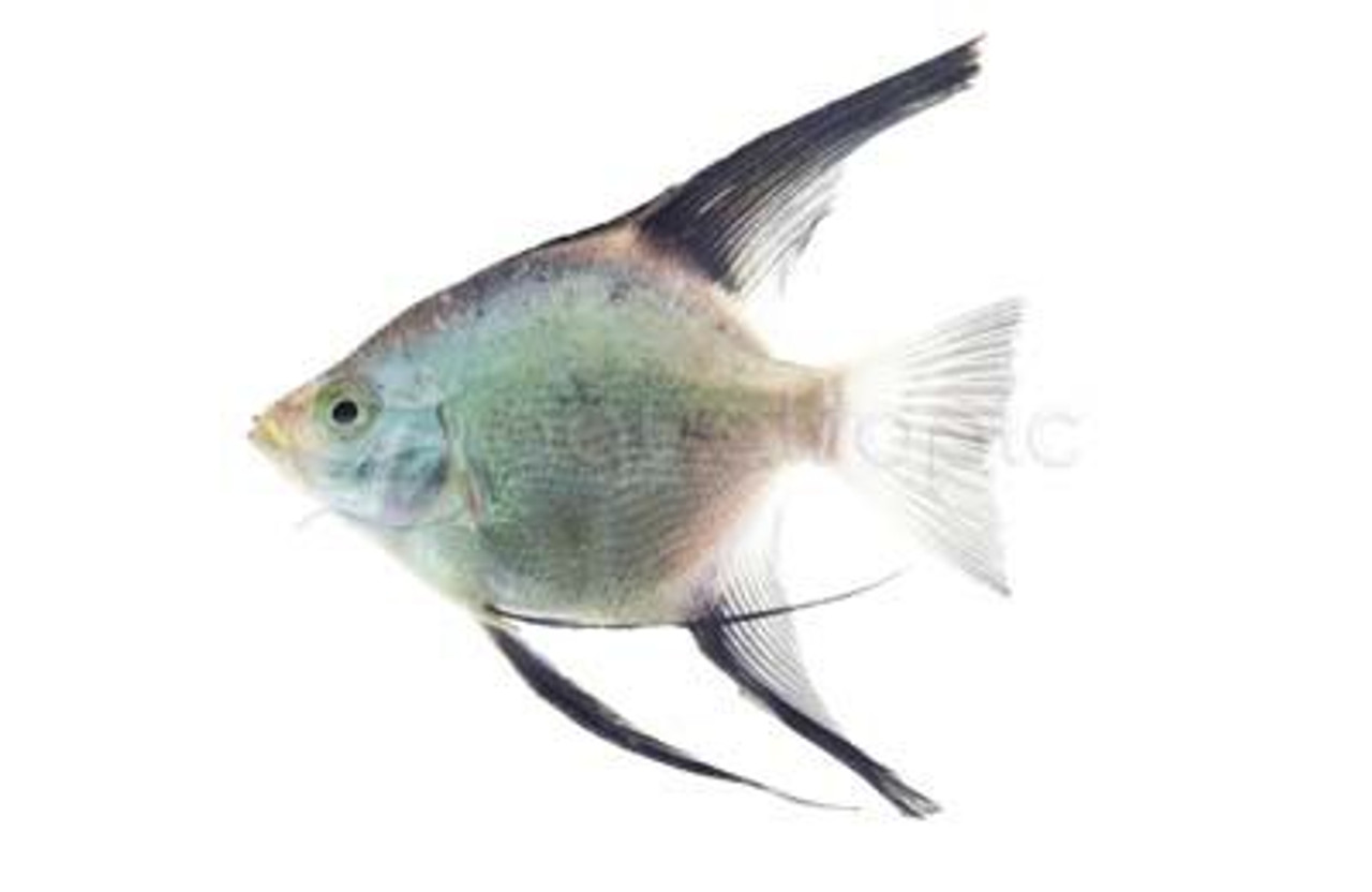 Seagull Angelfish - Quality Marine