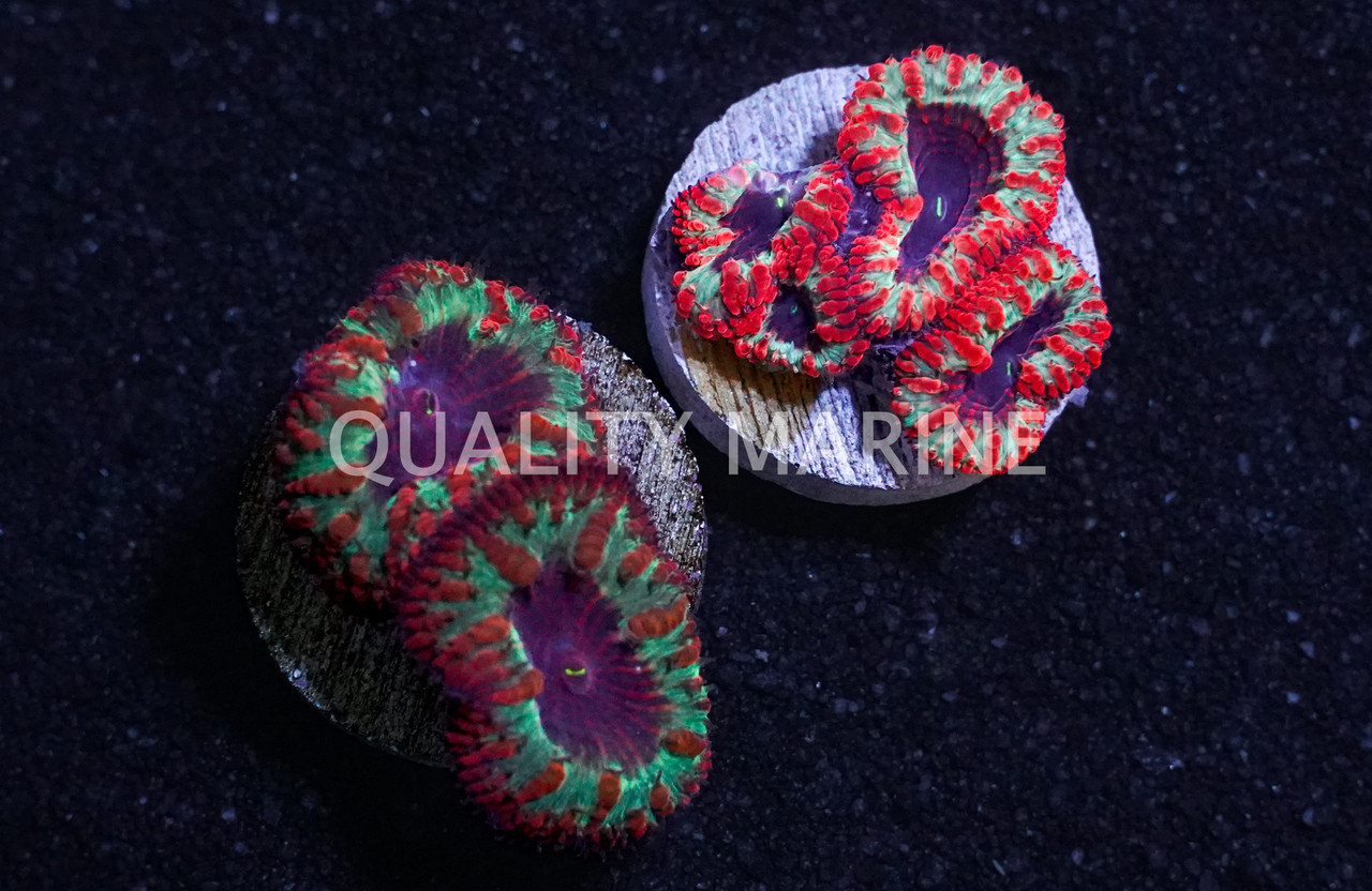 Blasto Psychedelic - Quality Marine
