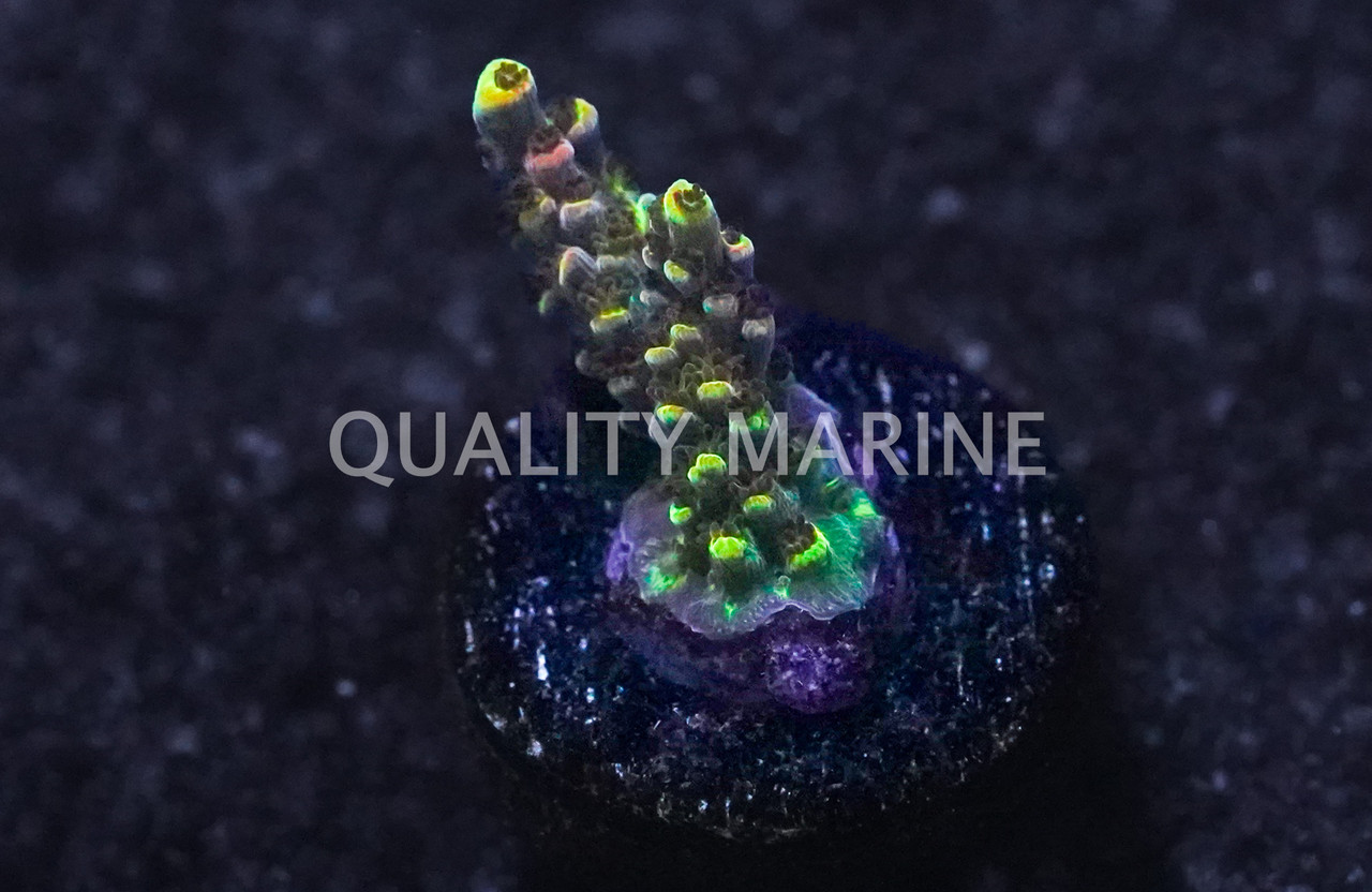 Acropora, Fruity Pebbles - Quality Marine