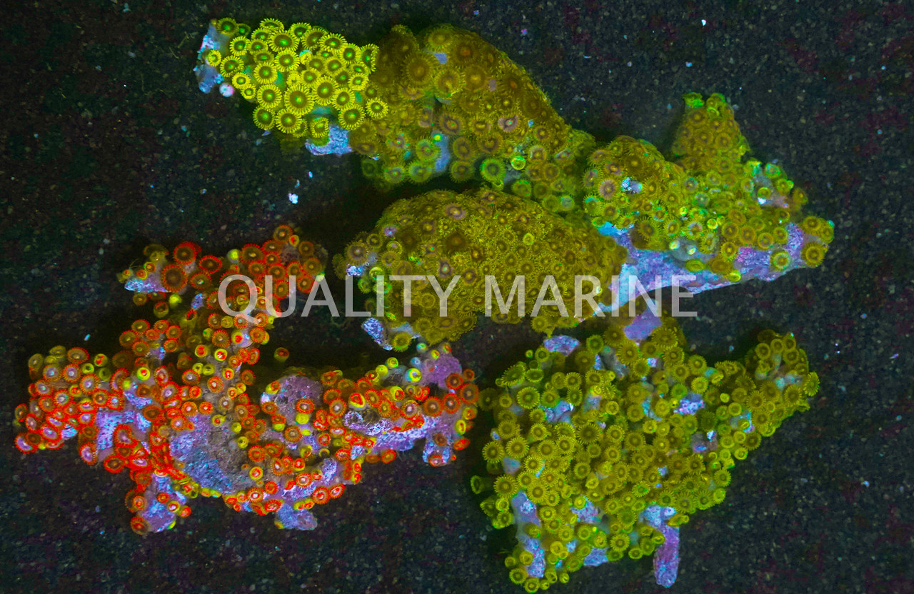 Zoa, Orange & Green - Quality Marine