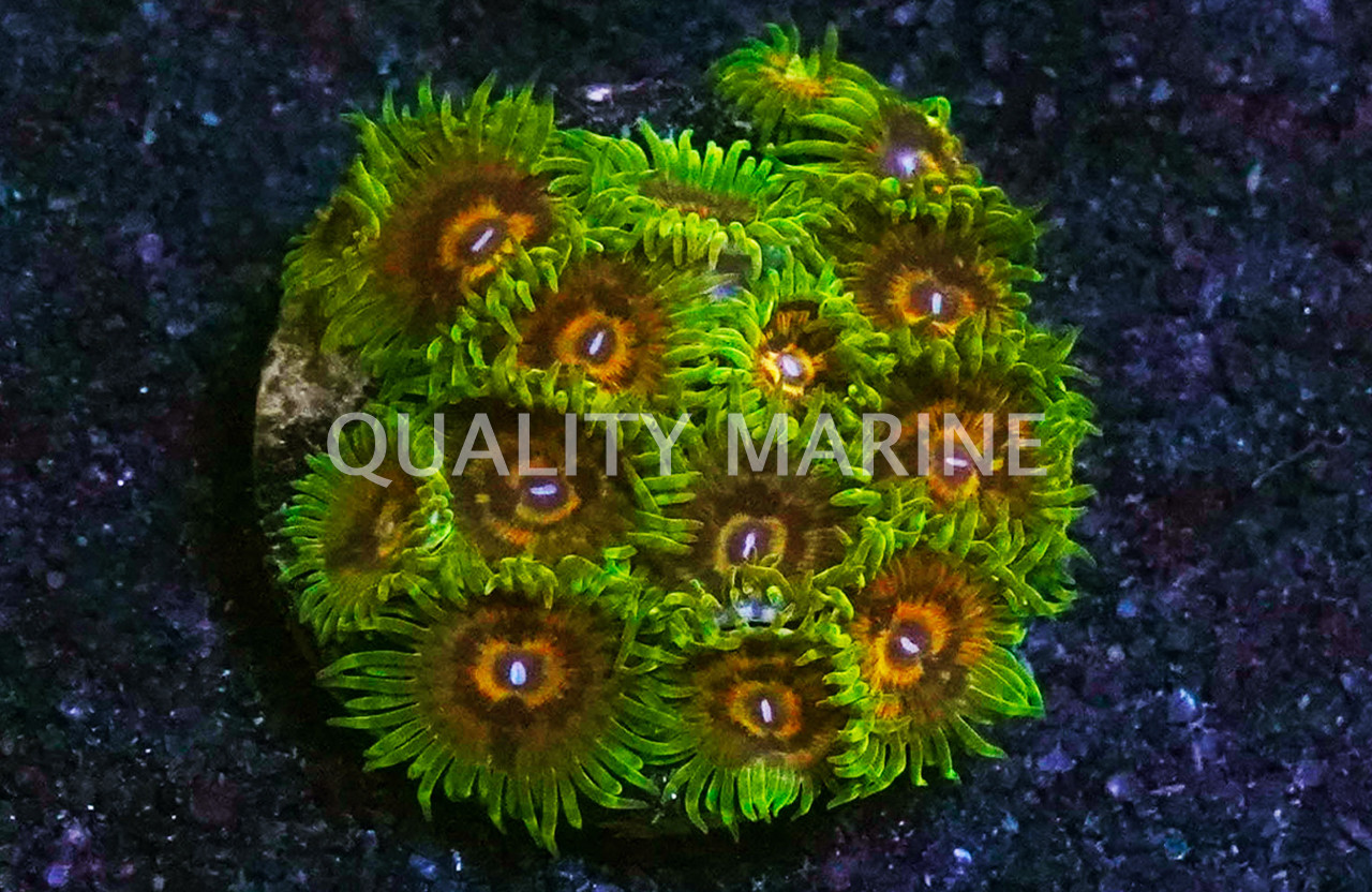 Zoa, Sunflower - Quality Marine