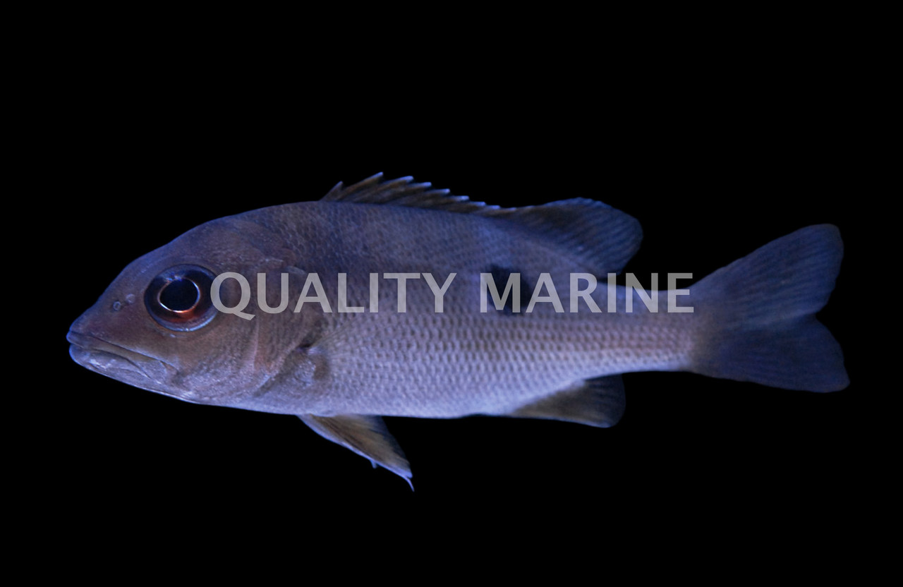 PLACEBO RNF-SNAPPER 5’ 5″ One-Spot Snapper - Quality Marine