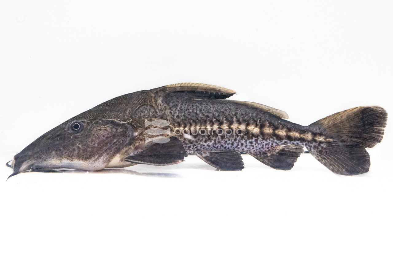 ROTAR Catfish × y heron スカジャン L ブラック Ripsaw - Turushuqui Catfish - Quality Marine