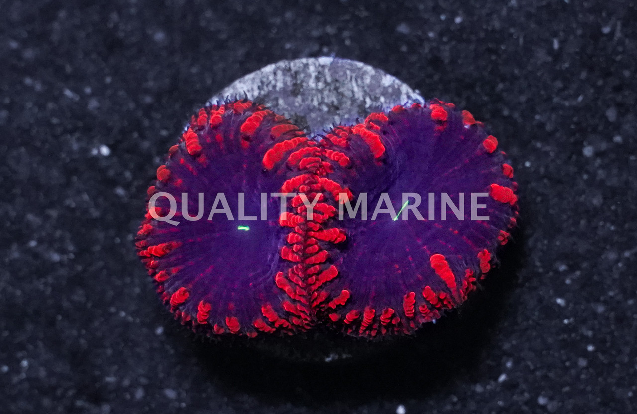 Blasto, Red w/Black Center - Quality Marine