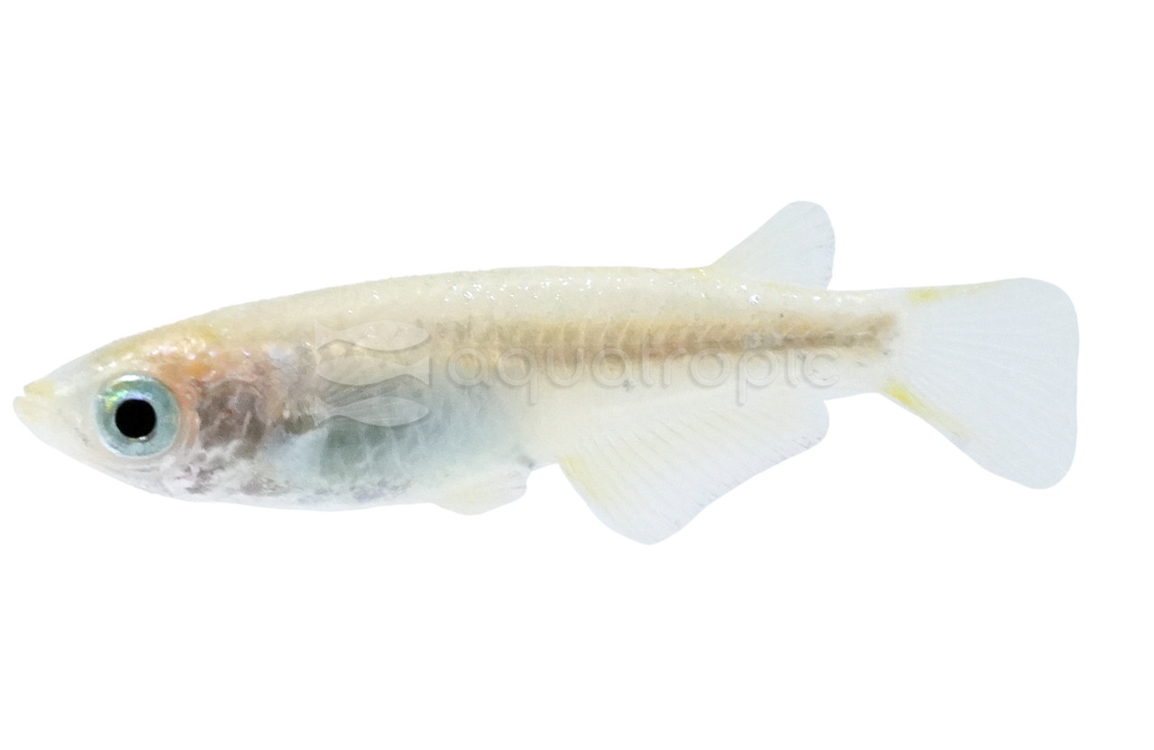 Starlight Medaka Rice Fish - Quality Marine