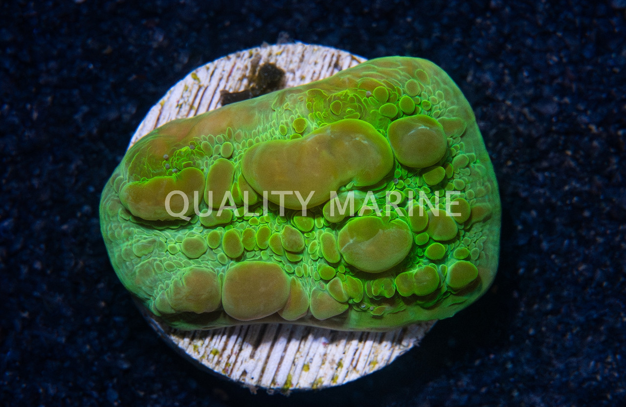 Chalice, WWC Green Cosmic Candy Bounce - Quality Marine