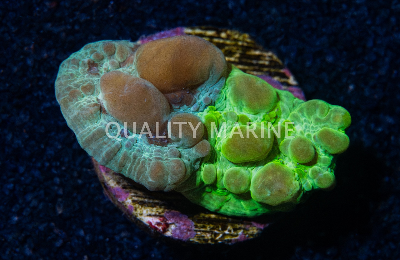 Chalice, WWC Grafted Cosmic Candy Bounce - Quality Marine