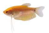 Gouramis