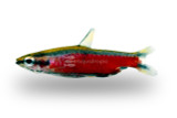 Pencilfish