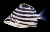 Stripeys