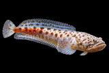 Stargazers