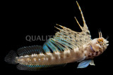 Blennies