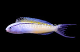 Blennies QM Labs