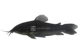 Catfish