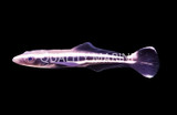 Cobia